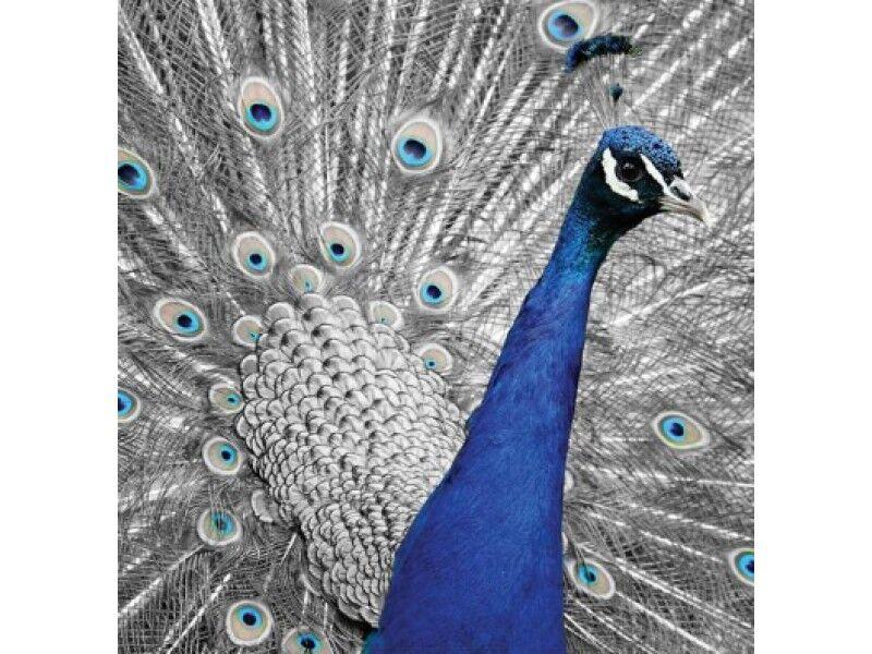 Мебел-Ви Слика Канвас 50Х50