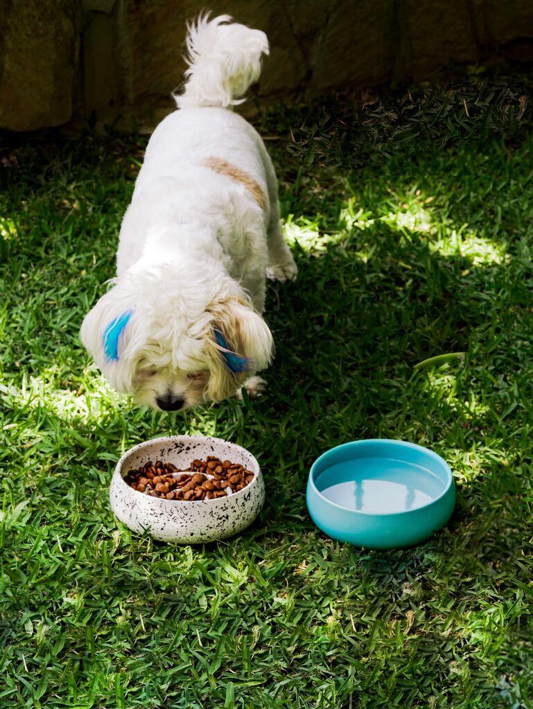 Чинија за кучиња Aberto Design BSPT030, 16x6 см, бела