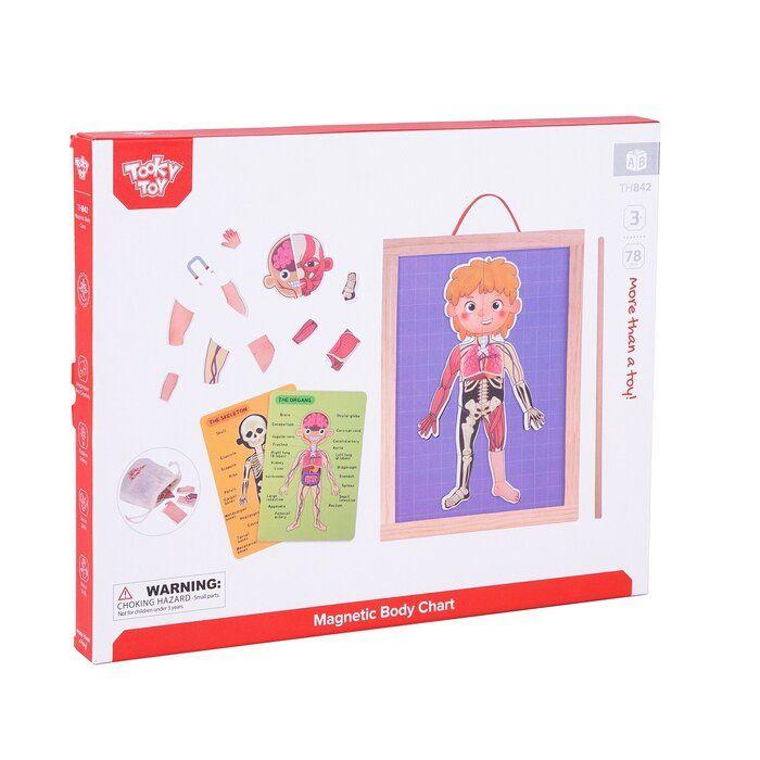 TOOKY TOY Магнетна Табла За Човечко Тело TH842