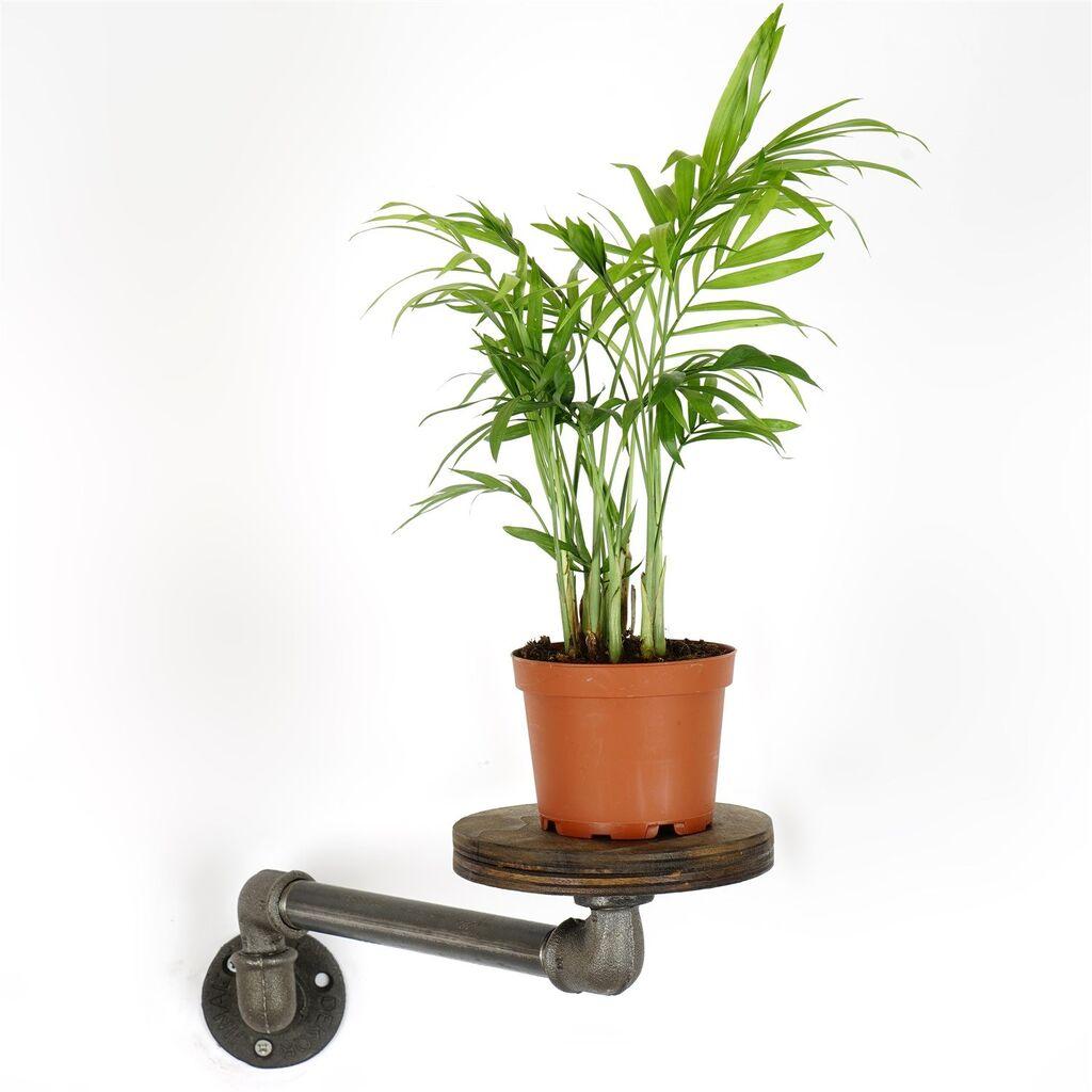 Држач за цвеќе Aberto Design BORURAF261, 35x12x10 см