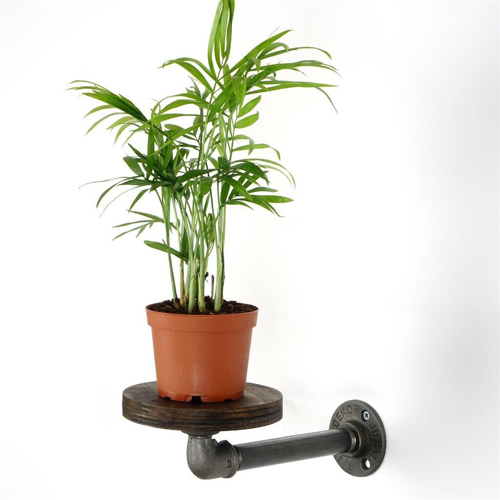 Држач за цвеќе Aberto Design BORURAF259, 35x12x10 см