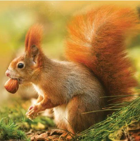 Салфети 33*33мм 1/20 Црвена верверичка