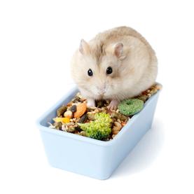 Храна и додатоци за исхрана на глодари