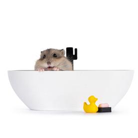 Нега и хигиена за глодари