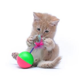 Играчки за мачки