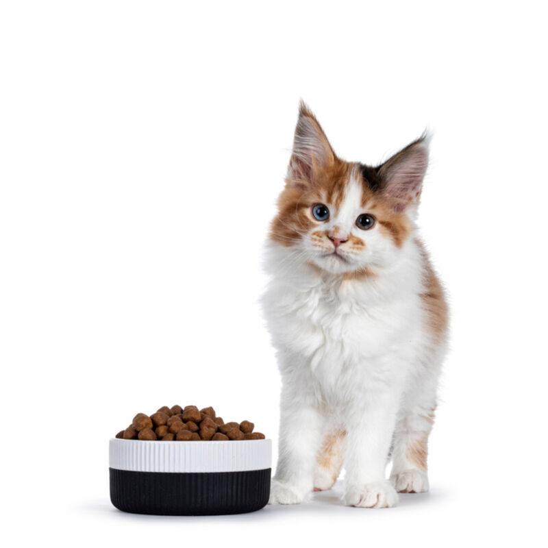 Храна за мачки