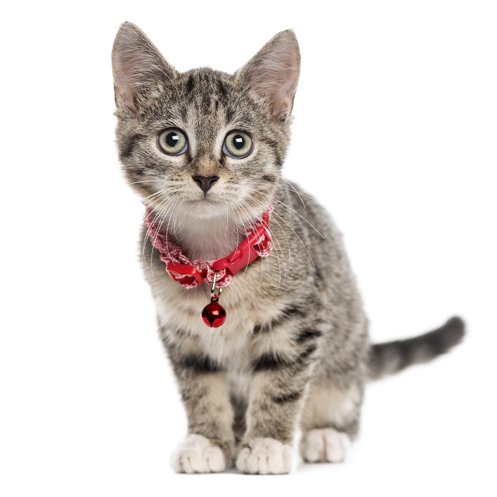 Околувратници за мачки