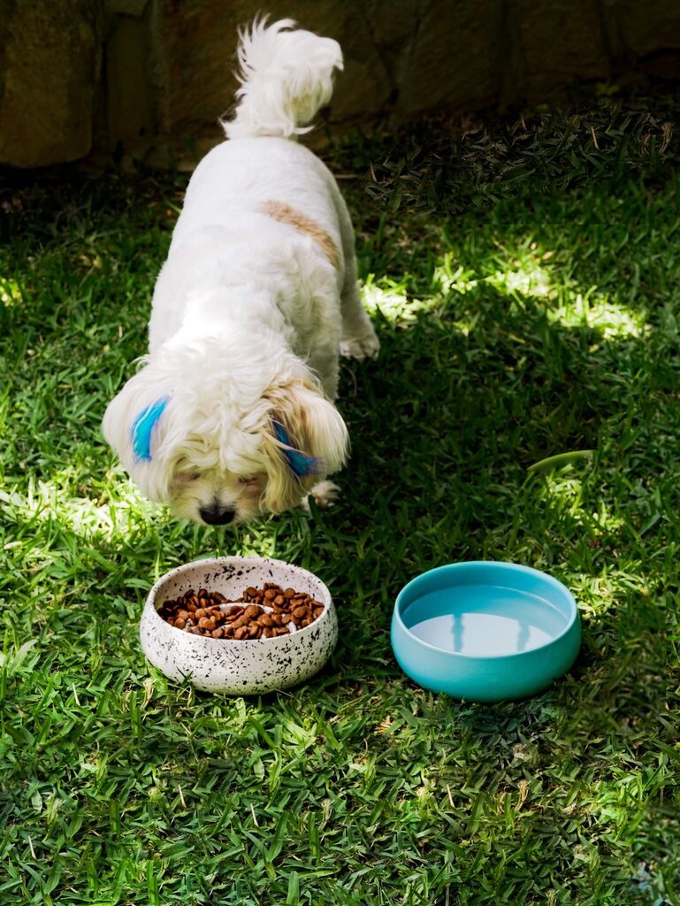 Чинија за кучиња Aberto Design BSPT030, 16x6 см, бела