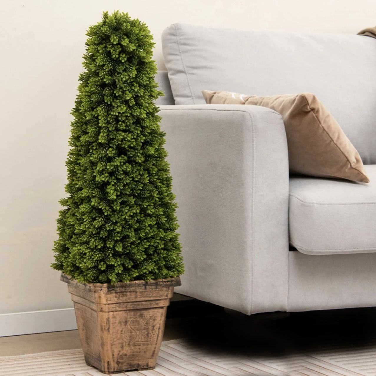 Украсно Декоративно Растение